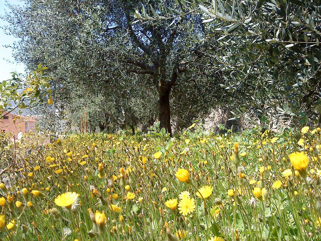 Mas De Vence - Hotel-Restaurant Kültér fotó